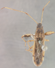 CollectionObject 1594605; f55eae98-59ed-4ef0-9802-bcbfa61c6bf4: Peliosoma antennata LECTOTYPE (NMNH) - (CC BY-NC 3.0) - Photo by Pablo M. Dellapé with permission from the National Museum of Natural History (NMNH), Smithsonian Institution, Washington, D.C. (CollectionObject).