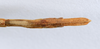 CollectionObject 1557024; 807ad312-522c-41ae-a2e9-14bcc76c50a7: copyright ANSP. female: end of abdomen, ventral view (syntype). (CollectionObject).;CollectionObject 1557025; 9744693e-f103-4e3f-a20e-3ee15e4bff06: copyright ANSP. female nymph of synonym Bostra jugalis: end of abdomen, ventral view (paratype). (CollectionObject).