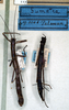 CollectionObject 1556918; 0fee0ae9-f633-4851-acaf-2063e9253ed0: copyright NMW. female (lectotype on left). (CollectionObject).