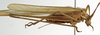 CollectionObject 1529820; 50f1a515-fcf5-4b97-a401-14cd929a492a: male, lateral view (lectotype of Tylopsis meruensis). (CollectionObject).