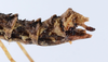 CollectionObject 1558793; 45bf295c-c385-46b4-bb43-c80acbd99aff: copyright ZMUH, Hamburg. female: end of abdomen, lateral view (paratype). (CollectionObject).