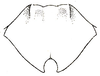 Holochlora signata signata Brunner von Wattenwyl, 1891: Pl. XIII, Fig. 23. outline of female subgenital plate. (Otu).