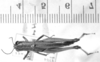 CollectionObject 1566322; f81cd8cd-7198-43c7-adf6-14639cddfde1: female, dorsal view (holotype of Mastusia coeruleipennis). (CollectionObject).