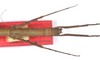 CollectionObject 1560172; 394129f9-285a-4214-b1dc-afa7e79dede9: copyright ZMB, Berlin. female: head and thorax, dorsal view (holotype). (CollectionObject).