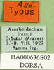 CollectionObject 1502058; 1618e539-71d5-4628-a14d-3b18cac940a2: labels (allotype). (CollectionObject).