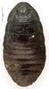 CollectionObject 1587273; MNHN(SF IMPORT DUPLICATE) MNHN-EP-EP1220, 60a23430-3a4a-42c0-9bae-c20d2153553f: CC BY-NC-ND 4.0/MNHN - Depraetere Marion - 2014. Non type, female. Specimen number: MNHN-EP-EP1220. http://coldb.mnhn.fr/catalognumber/mnhn/ep/ep1220. (CollectionObject).