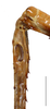 CollectionObject 1588350; e1b7897d-3420-4927-9686-a2e2be4c64a2: male, tympanum (scale bar: 5 mm). (CollectionObject).