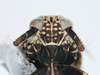 Head: !! display not done !! on Phyllodinus nervatus Van Duzee, 1897: (Observation).