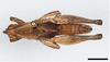 CollectionObject 1599673; bab07f22-5033-4c42-ab85-0e309c9d5109: male, dorsal view (holotype). (CollectionObject).