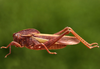 Xyleus lineatus (Bruner, 1906): male. (Otu).