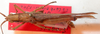 CollectionObject 1543591; 0a692f8e-35a4-45d4-a939-ddf0899ce93d: male, dorsal view (holotype). (CollectionObject).