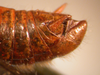 CollectionObject 1536066; e41e7803-4980-41ba-bf47-e528df22c58d: male abdominal apex (holotype). (CollectionObject).
