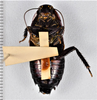 CollectionObject 1618770; 3f412d49-d3a4-48ad-a37e-261bf023fef2: (CollectionObject).