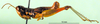 CollectionObject 1590656; 43547914-3014-4cb1-8c78-1f43f9e3e430: male, lateral view (paralectotype). (CollectionObject).