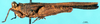 CollectionObject 1537607; 8b4d5842-75e4-411b-9dd2-133ddc0a7a9a: male, lateral view. (CollectionObject).