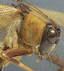 CollectionObject 1505861; c6873a45-57d3-4f4d-a2e2-7e3489534c6a: male head and pronotum, lateral view (syntype). (CollectionObject).