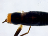 CollectionObject 1593850; a44fda42-3941-49db-97d9-f647d48cd9db: male head, pronotum and tegmina, dorsal view. (CollectionObject).