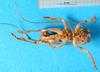 CollectionObject 1500177; a5ee366d-9d17-4d22-873a-f066a06453a0: male, ventral view (syntype). (CollectionObject).