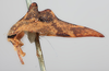 Habitus, lateral view: !! display not done !! on Heliria strombergi Goding, 1893: (Observation).