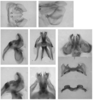 Melanoplus rugglesi Gurney, 1949: male genitalia. (Otu).