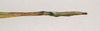 CollectionObject 1562025; 93bb3eb7-2d67-47e1-b92d-928e07fa2bc3: copyright ANIC, Canberra. female: end of abdomen, lateral view (paratype). (CollectionObject).;CollectionObject 1562026; 82becf04-55d0-4b8a-af82-e8859489fee6: copyright ANIC, Canberra. female: end of abdomen, lateral view (paratype). (CollectionObject).