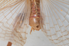 CollectionObject 1505638; 0bbf1226-1d82-4644-b188-e18f054a49e6: Male, dorsal view (syntype). (CollectionObject).