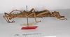 CollectionObject 1571619; 9cbf6875-3b35-4be8-8e46-d772dcb03ca1: Copyright MNCN, Madrid. Obrimus asperrimus female, lateral view (syntype). (CollectionObject).;CollectionObject 1571620; 80eb5d10-66c3-42f3-a65f-cba3849133e5: Copyright MNCN, Madrid. Obrimus asperrimus female, lateral view (syntype). (CollectionObject).