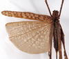 CollectionObject 1534533; ec74f7e7-3675-4fc2-ad14-1bdfdc7e5ae6: female, dorsal view (type of Cecentromenus marmoratus). (CollectionObject).