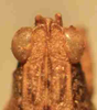 CollectionObject 1584234; c8549a0f-f976-4585-905c-9c01ed767e42: male, head in dorsal view (neoallotype). (CollectionObject).