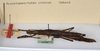 CollectionObject 1559822; e58080d5-0915-4c6c-8537-6ca89c0671dc: copyright ANSP. female, lateral view (paratype). (CollectionObject).