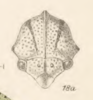 Head: !! display not done !! on Adippe concinna Fowler, 1896: (Observation).