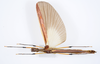 CollectionObject 1590071; f2b77b92-d661-4edc-b3f6-3668100ad168: copyright Oskar Conle. female, dorsal view (paratype). (CollectionObject).