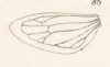 Hind wing on Bolbonotodes ganglbaueri Fowler, 1894: (Observation).