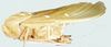 Pneumora inanis (Fabricius, 1775): male, lateral view. (Otu).