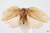 Habitus, dorsal view on Eurocalia guianae (Walker, 1851): (Observation).