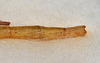 CollectionObject 1560741; 664ade49-f05f-4b0f-a5f8-289b7aaa2e39: copyright USNM, Washington. (CollectionObject).