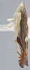 Habitus, lateral view on Diedrocephala variegata (Fabricius, 1775): Lateral. Color variation. (Observation).