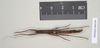 CollectionObject 1563725; 897708d2-cd7d-43bb-9d6c-5b3b03757761: copyright Natural History Museum, London. female (paratype). (CollectionObject).;CollectionObject 1563726; b4f219c2-e3ce-4411-8fe1-0bdd27be7058: copyright Natural History Museum, London. female (paratype). (CollectionObject).