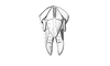 Cloephoracris festae (Giglio-Tos, 1897): Fig. 3A. female genitalia dorsal view. (Otu).