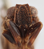 Head on Atylana intrusa (Melichar, 1906): (Observation).