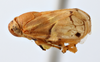 Habitus, lateral view: !! display not done !! on Clastoptera doeringae Hamilton, 1978: (Observation).