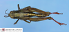 CollectionObject 1514173; a5075708-de9c-4980-93d0-619c979fa36d: female, dorsal view (allotype). (CollectionObject).
