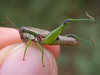 Propedies microsanguineus Cigliano & Lange, 1998: Female. Paraguay, 10 km SE Estigarribia, Ruta Transchaco, Colonias Menonitas. (Otu).
