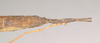 CollectionObject 1559814; 2a298c8a-596c-4db2-aba1-84063b998a7b: copyright Natural History Museum, London. female: end of abdomen, dorsal view of Necroscia sarpedon (syntype). (CollectionObject).;CollectionObject 1559815; 3368a023-0585-4ab9-967a-1f3367d9a27c: copyright Natural History Museum, London. female: end of abdomen, dorsal view of Necroscia sarpedon (syntype). (CollectionObject).