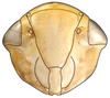 Head: !! display not done !! on Acostemmini Evans, 1972: Acostemma sp., face (INHS). (Observation).