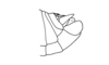 Deinacris picta picta Amédégnato & Descamps, 1979: Fig. 127. male abdomen tip, lateral view. (Otu).