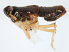 Habitus, lateral view: !! display not done !! on Pissonotus concolor Bartlett, 2000: (Observation).