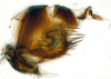Pygofer, lateral view: (Observation).