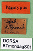 CollectionObject 1502545; eabd1ab9-1d55-4e7c-a9c9-3218ead4dcae: labels (syntype). (CollectionObject).