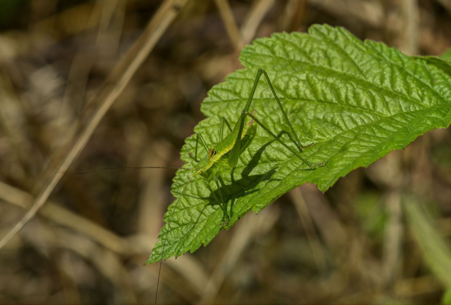 male (Hungary, Magyarhertelen, 22.06.2019). Depicts CollectionObject 1586947; 5a661efa-a7d6-40ca-a070-ef2cbae70c3c, a CollectionObject.